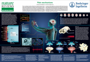 Pain mechanisms by Stephen McMahon & David Bennett